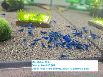 LETNÁ AKCIA, 0,80 EUR/ks - BA a okolie,krevetky neocaridina