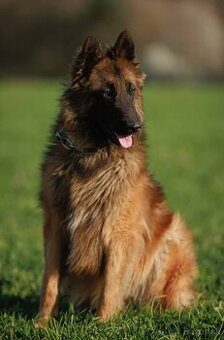 Belgicky ovčiak s PP