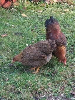 Wyandotka zdrobnená jarabičia