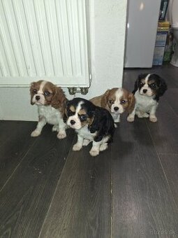 Cavalier king charles spaniel