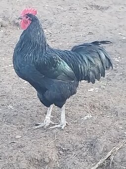 Australorpka kružkovane kohúty