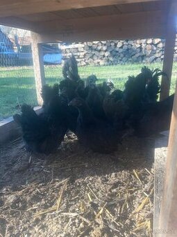 Sliepky+kohut-Japonka chabo čierna