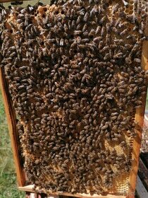 Prezimované včelstvá a odložence