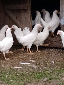 Leghorn