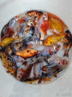 Koi karase
