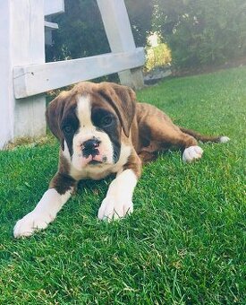 Nemecky boxer