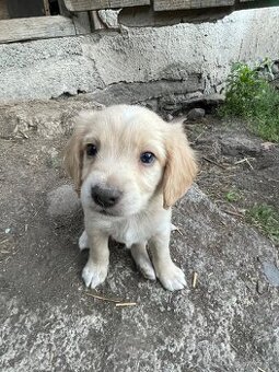 Šteniatka na darovanie