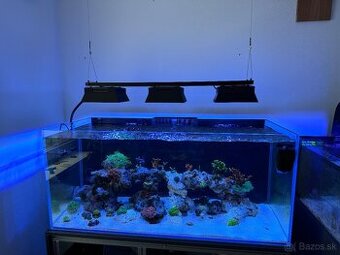 Morske akvarium
