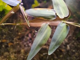 RASTLINY Z AKVARIApl