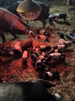 PRODEJ SELAT PŘEŠTICKÉHO ČERNOSTRAKATÉHO PRASETE