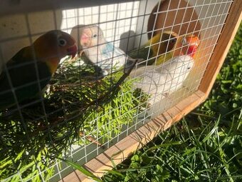 Agapornis  Fisherovi