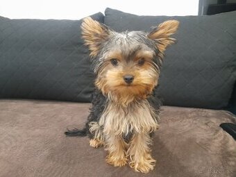 Yorkshire teriér mini - 1