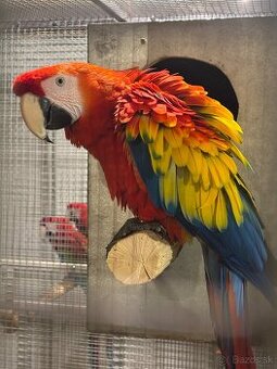 Kakadu inka , Ara arakanga - 1