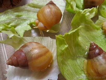 Africký slimák LISSACHATINA FULICA HAMILLEI RODATZI ALBINOBO