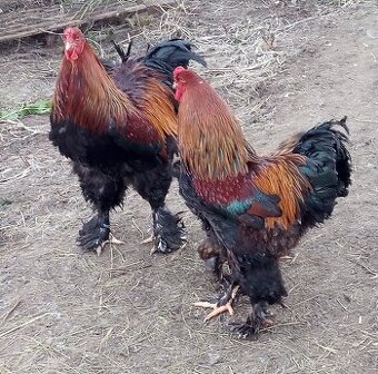 Brahmanka jarabičia NV