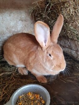 Burgundský králik-samice