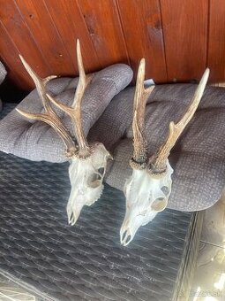 Trofej ,srnec ,parohy ,parozie