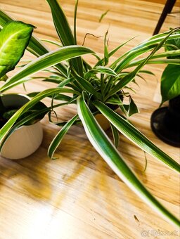 Ponúkam Zelenec, monstera minima, difenbachia