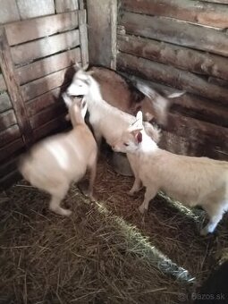 Predám  kozľatá.