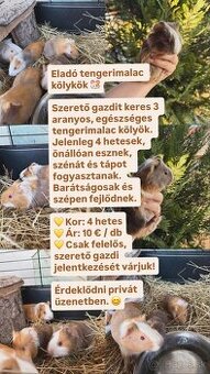 Morská prasa