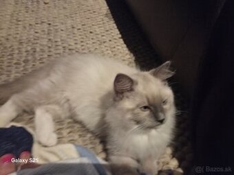 Predam nadherneho lili kocurika ragdoll
