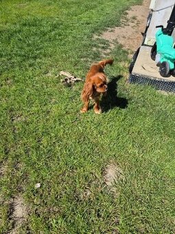 Cavalier king Charles spaniel