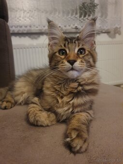Maine coon