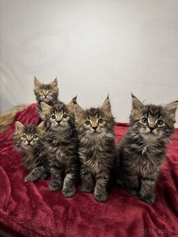 Mainská mývalia mačka / Maine Coon mačiatka