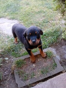 Rottweiler šteniatko