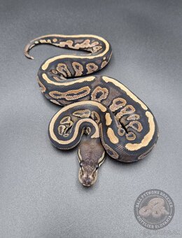 ❗️Nové ceny❗️Akvatera Košice - Ball Pythons- Python Regius - 1