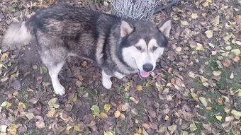 Malamut - krásny , hravý