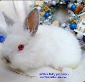 Zakrslý králik teddy gén s VP - samček biely s ruskou kresbo