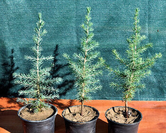 Céder atlantský-strieborný sadenice