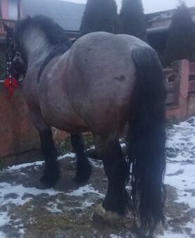 Predám-vymením ťažného žrebca