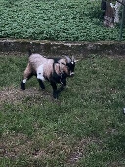Mini koza