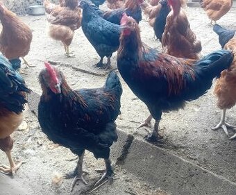 Kohúty Marans