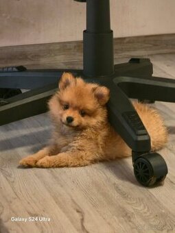 Pomeranian spic