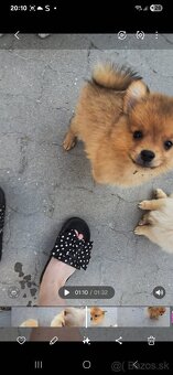 Pomeranian spic