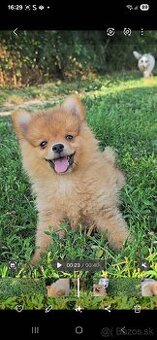 Pomeranian spic