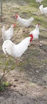 Kohút leghorn lakenfeld