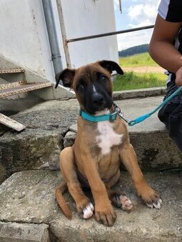 American Bully x Malinois