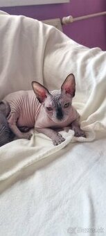 Sphynx
