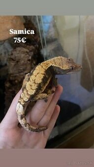 Predám ciliatov z vlastného chovu