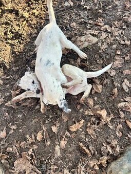 Darujem dve šteniatka