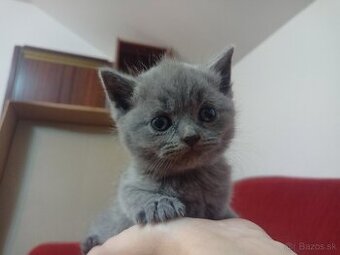 Britske maciatka - 1