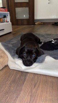 DARUJEM 2-ROČNÉHO PSÍKA