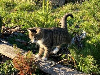 Darujeme maciatko odcervene ockovane