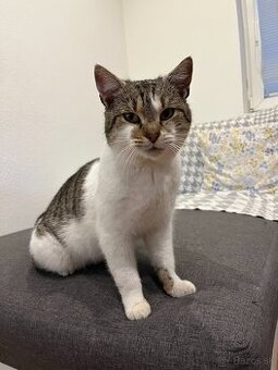 Murko si hľadá nový domov