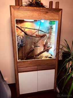 Agama bradatá + krásne terárium do obyvačky