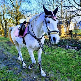 Predám 14 ročnú kobylku shagia arab - 1